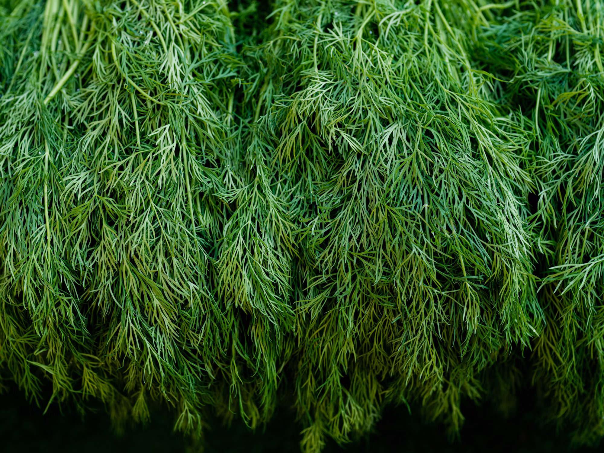 Exploring the Global Influence of Italian Cuisine: From Pizza to Pasta